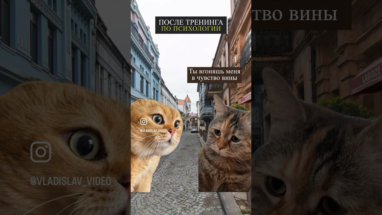 юмор котики