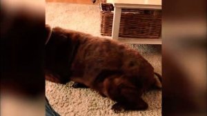 Кот задыхается