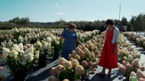 Лучшие сорта гортензии. Какие выбрать карликовые или высокие сорта.