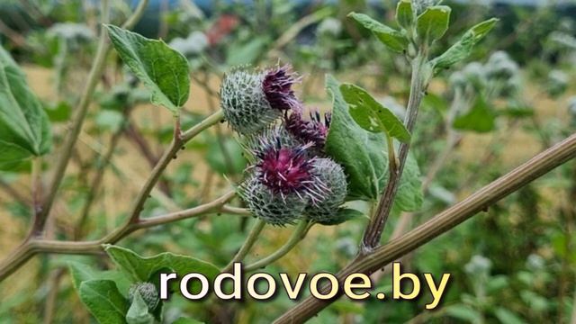 Корень лопуха