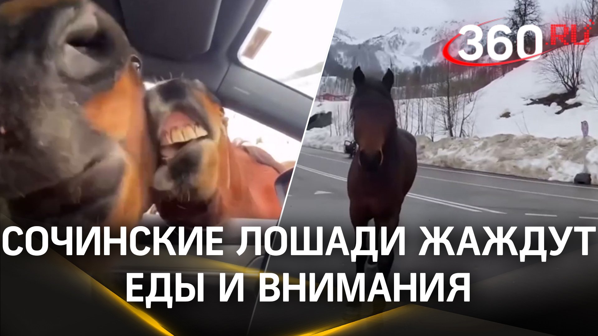 «Пацаны, давайте по очереди!»: в сочинских горах ну очень уж общительные лошади!