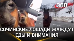 «Пацаны, давайте по очереди!»: в сочинских горах ну очень уж общительные лошади!