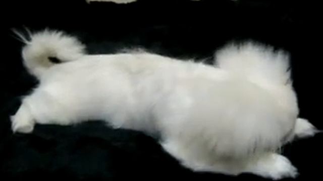 Белый щенок пекинеса смотреть онлайн