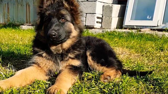 Длинношерстная немецкая овчарка Шейла, 2,5 месяца.