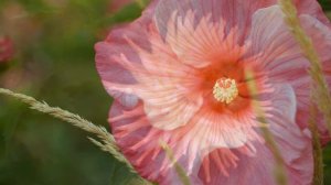 Морис Жарр. Лара-Вальс