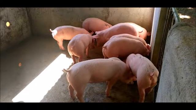 Documenting 🇵🇭 Philippine Hog Farm 🐖🇵🇭 Piggery смотреть онлайн