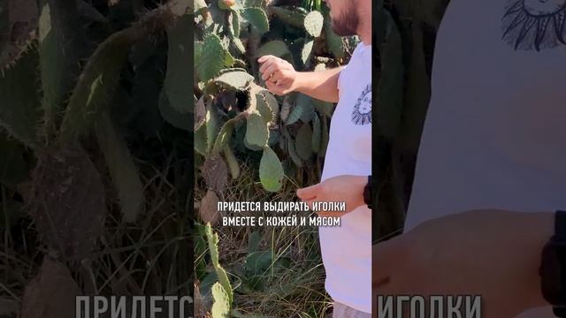 Опунции растут на улице. Фотоохота на кактусы в Израиле началась