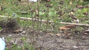 Велопоход Оленье,Светец,Круглец #фетбайк, #поход, #мещёра