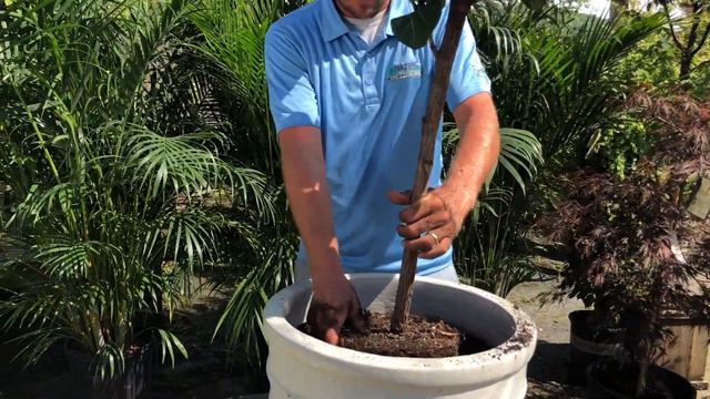 How to Repot a Fiddle-Leaf Fig смотреть онлайн