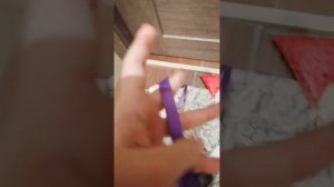 Как одеть поводок на кошку?🤯😂