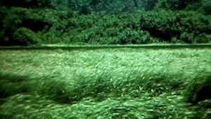 Берёзовые грёзы