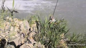 Река Егорлык. Сомики и куча карася.