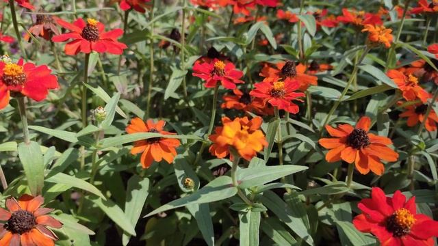 Как выглядит Цинния Узколистная? смотреть онлайн