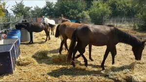 С ЧЕГО НАЧАТЬ РАЗВЕДЕНИЕ МУЛОВ КАК РАЗВОДИТЬ МУЛОВ БИЗНЕС ИДЕЯ