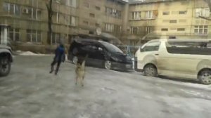 Бешенная собака укусила мальчика! ШОК!