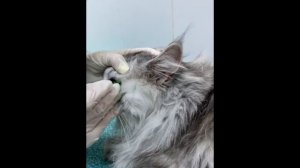 Кошку укусил клещ. Вытаскиваем клеща. Клещ и кошка.