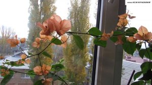 Осеннее цветение Бугенвиллеи сорта Bois de Roses. Чем оно отличается от летнего цветения.