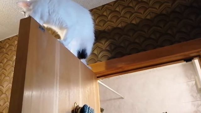 Прыжок года кот Семёныч смотреть онлайн