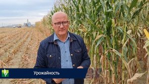 ? Особенности возделывания кукурузы на силос в Ф-ле "Порозово" СПК имени Деньщикова