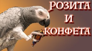 Попугаи и люди. Серия 3 "Вкусная конфета".