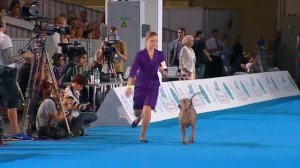 World Dog Show 2016 Official Video