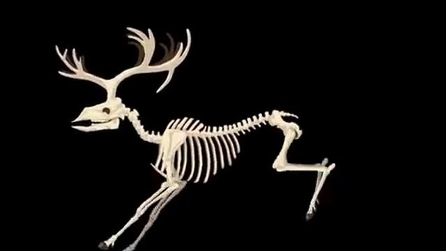 Анимация_скелетов_млекопитающих смотреть онлайн