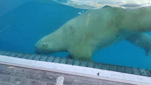 Пензенский зоопарк. Белый медведь. смотреть онлайн