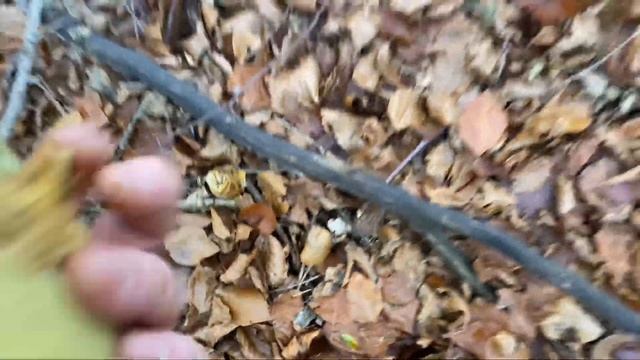 «Фонят» ли грибы в Германии..? Проверяю на радиоактивность. смотреть онлайн