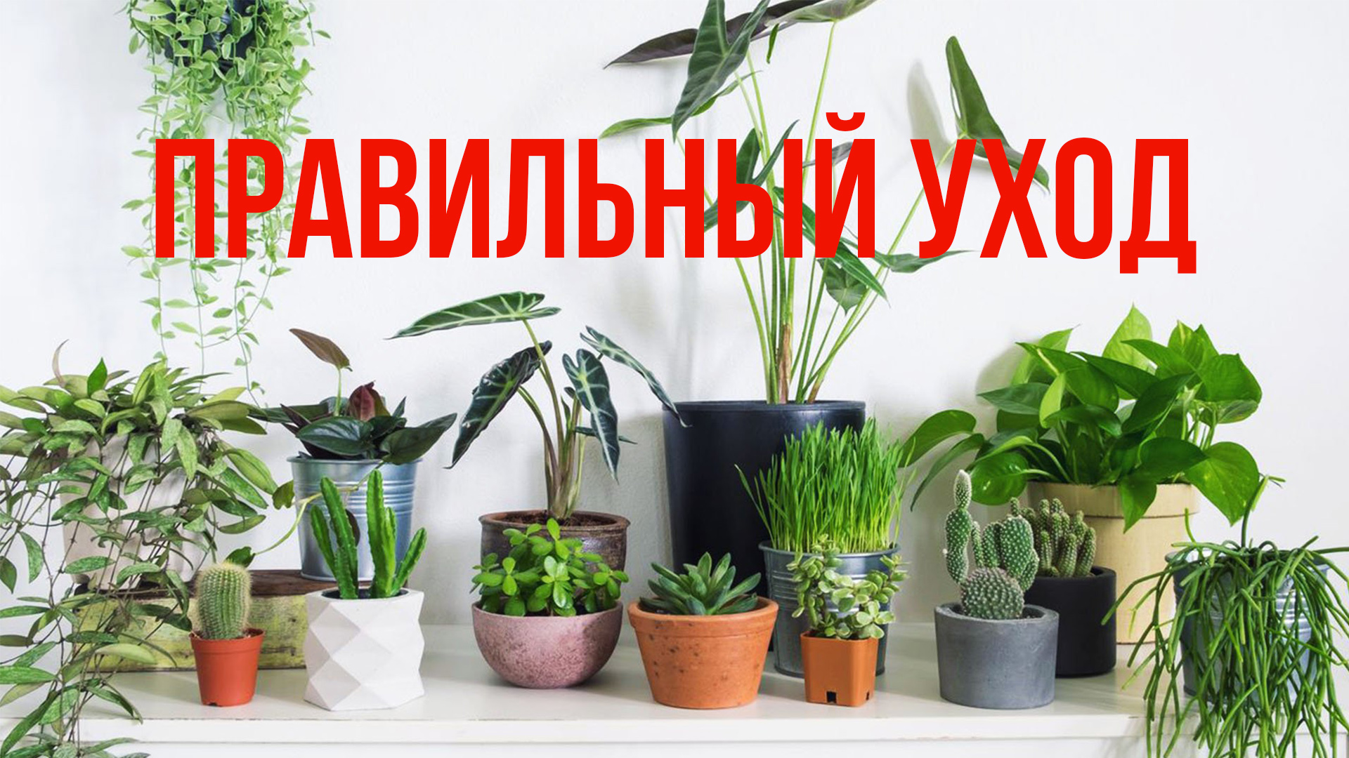 УХОД ЗА ДОМАШНИМИ РАСТЕНИЯМИ