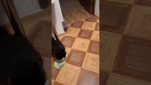 Ночной перекус Царя Бонифация