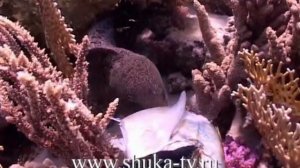 Как мурену кормят с рук, moray eel