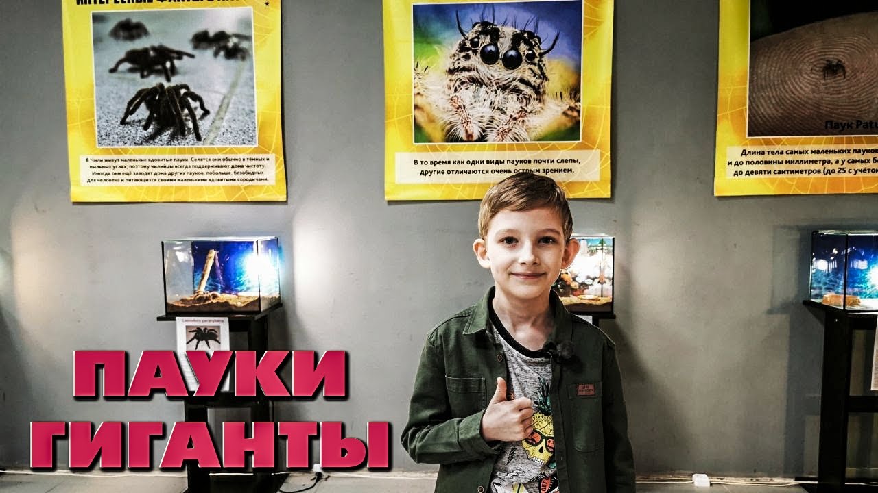 Пауки гиганты. Выставка пауков гигантов в Екатеринбурге. Планета живых пауков..mp4