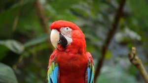 Звуки животных Жануарлар дыбыстары #animals #животные #звукиживотных #songs