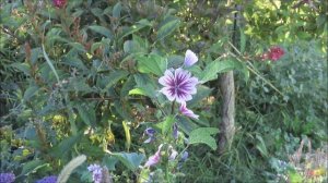 Fall Native Garden Tour Part 1 - Cathy's Eclectic Garden