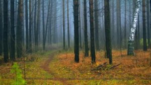 СОФИЯ РОТАРУ  --- ЗАСЕНТЯБРИЛО