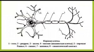 Онтогенез нервной системы. Информация для детских тренеров. Возрастная физиология.