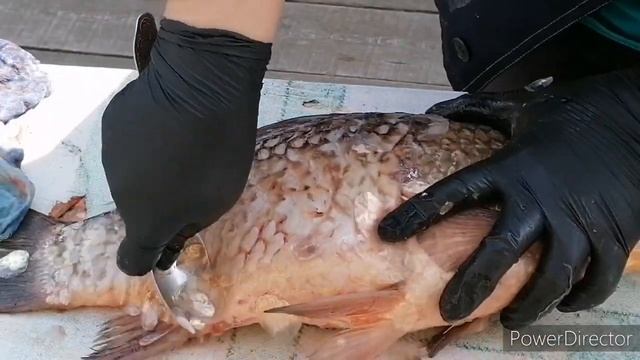 АМУРСКИЙ КАРАСЬ. КАК МЫ ОБРАБАТЫВАЕМ КАРАСЕЙ. №99 Life in the outback of Russia. смотреть онлайн