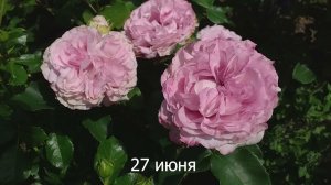 РОЗА ПАЧУЛИ Хроника #розапачули #розы