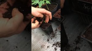 Папайя выращиваем из семян