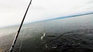 Морская рыбалка Владивосток , Ловля Саргана с берега