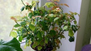 Паутинный клещ на комнатных растениях. Как определить и что делать.