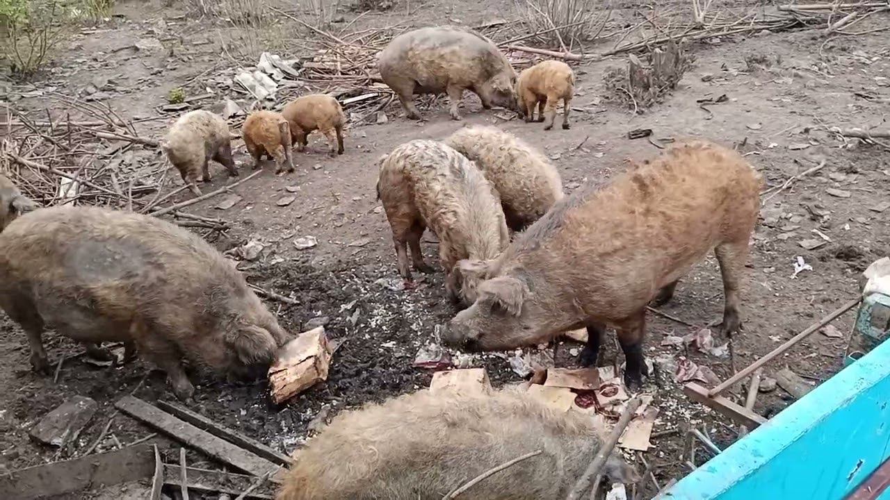 Кормлю венгерских поросят халвой смотреть онлайн