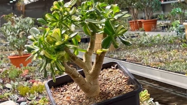 БОНСАЙ ИЗ РЕДКОЙ CRASSULA OVATA RETURN OF BEAUTY КРАССУЛЫ ОВАТЫ ДЕНЕЖНОГО ДЕРЕВА ТОЛСТЯНКИ