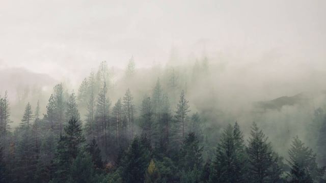 ВИДЕО ДЛЯ УСПОКОЕНИЯ #13 - ЛЕС, ДЕРЕВЬЯ смотреть онлайн