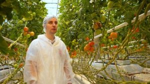 Вирус мозаики пепино (Pepino mosaic virus)