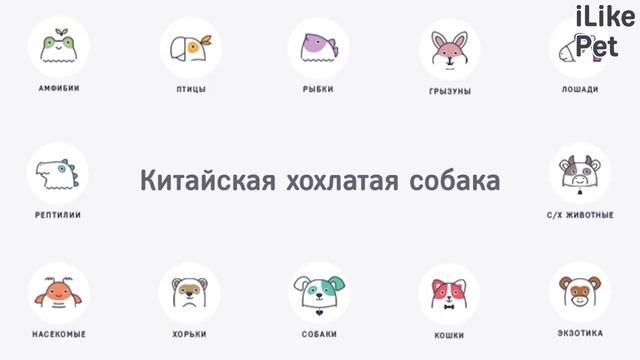 Маленькие активные породы собак