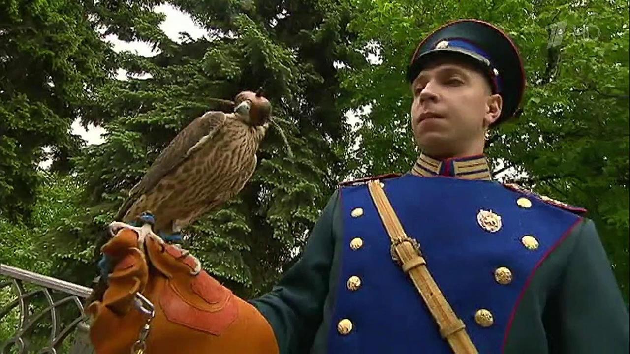 В Кремле птенцов соколов-сапсанов начали готовить к жизни в природе