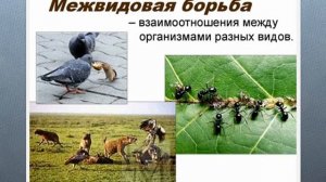 ДВИЖУЩИЕ СИЛЫ ЭВОЛЮЦИИ