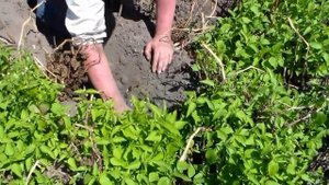 Тележка для прополки картофеля