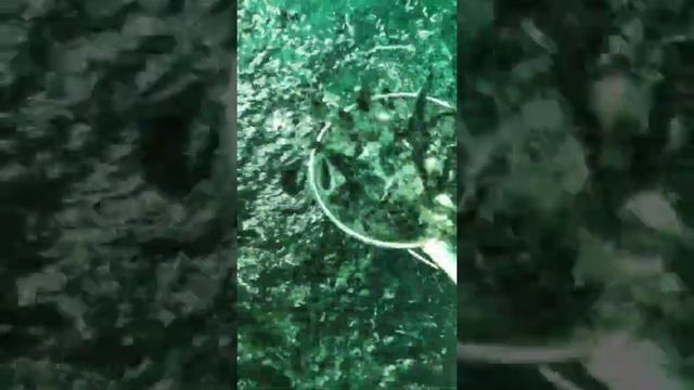 продаются мальки 1гр+ +3+5+200,250+ с доставкой вместе мальки находятся на Иссык-Куле 0708441055 смотреть онлайн